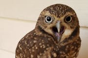 Bea the burrowing owl is an education bird at the International Owl Center in Houston, Minn.