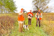 Kenny Reed, left, his wife, Beth Reed, and Kris Oja made a plan Saturday morning while hunting on the pheasant opener north of the Twin Cities in Pine