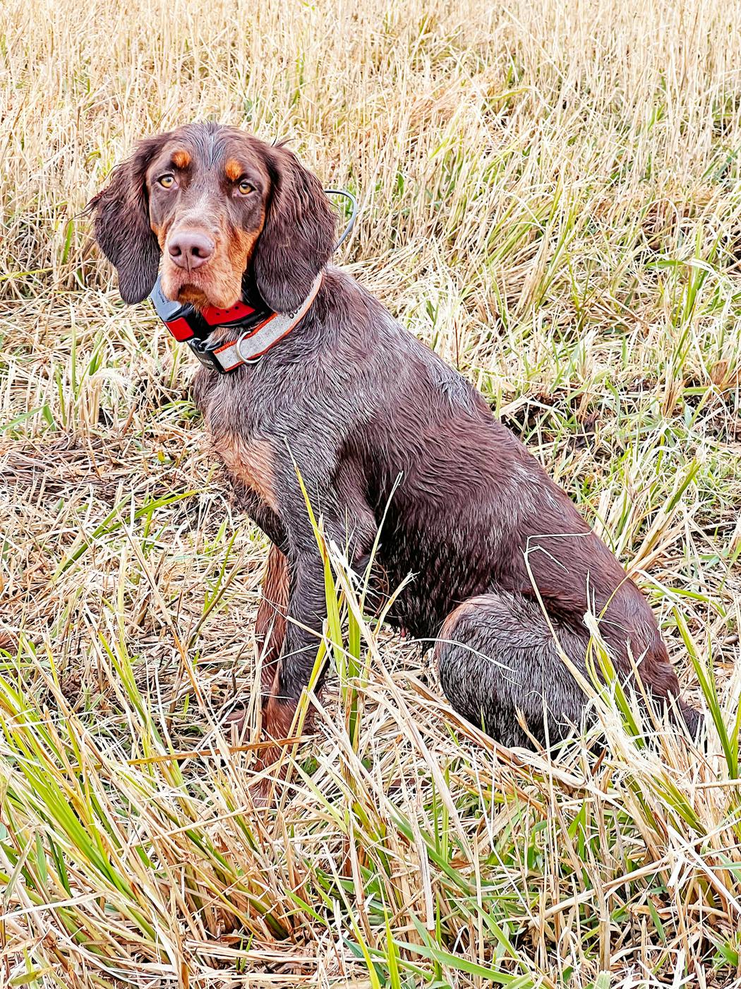 Madie, a Picardy spaniel owned by Kenny and Beth Reed, takes a break while hunting pheasants Saturday morning in Pine County, where the Reeds have done extensive habitat work 80 wildlife-friendly acres.