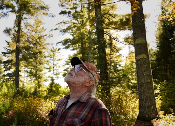 Retired Minnesota DNR forester Jim Kelley looks up at large white pine trees, some 200 years or older, in the Cloquet Valley State Forest Friday, Sept