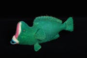The bumphead parrotfish creates a transparent “sleeping bag” of excreted mucus every night.