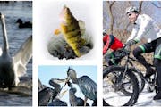The Outdoor Skills and Stewardship series of webinars hits on a breadth of topics, from tundra swan migration to fatbiking essentials.