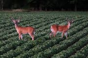 A pair of whitetail bucks pause while feeding in a soybean field during the early morning in Rusk County this summer.