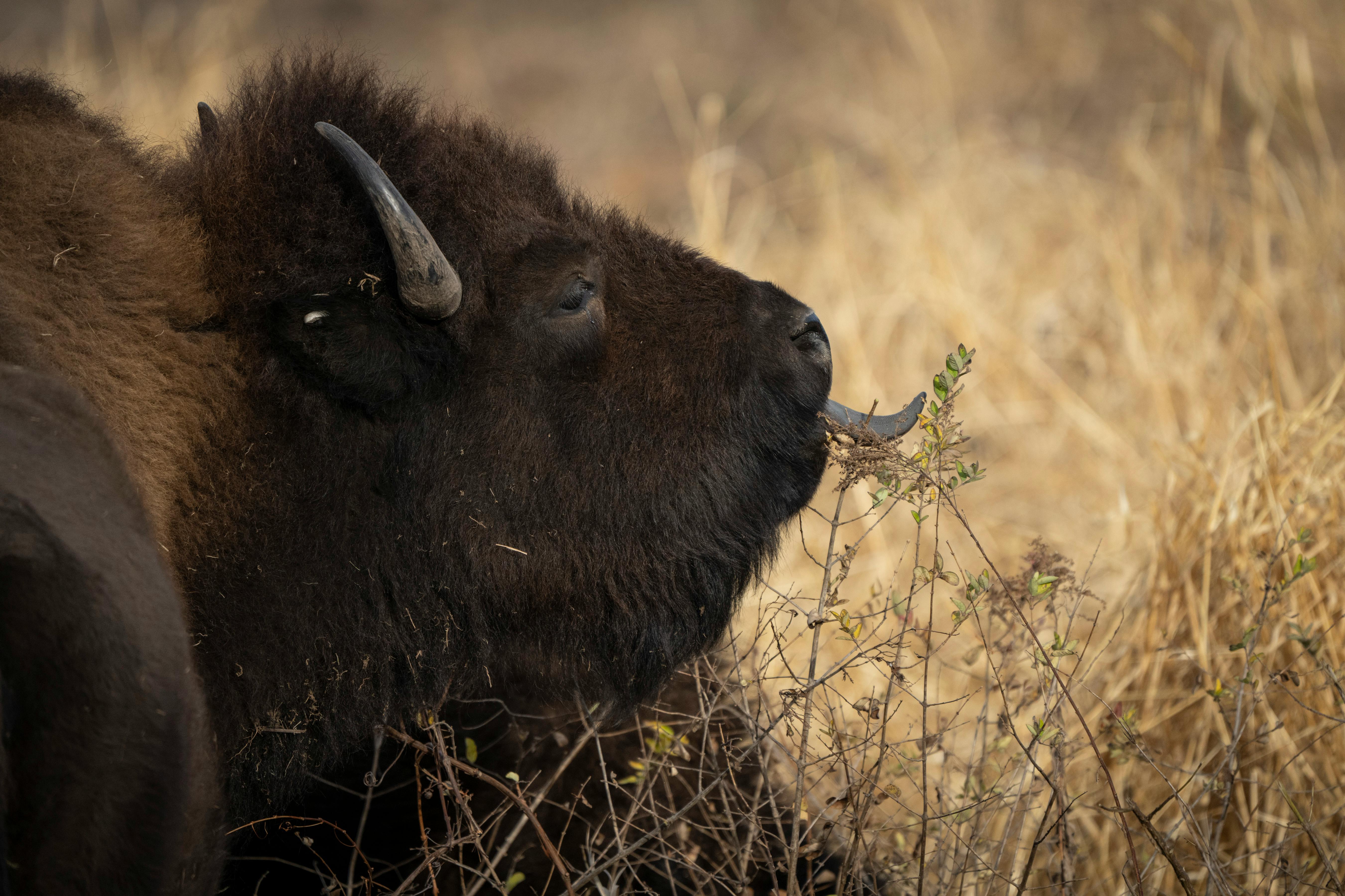 Bison, reintroduced by Dakota County, now grazing in Hastings park