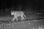 The cougar captured in wolf biologists’ video is believed to have been passing through the area.