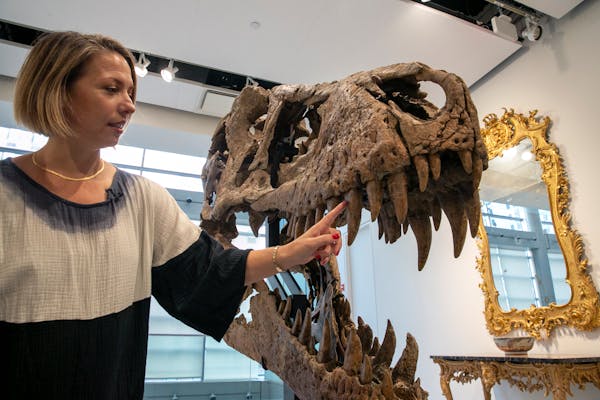 T. rex skull found in S.D. expected to auction for millions