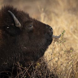 Bison%2C%20reintroduced%20by%20Dakota%20County%2C%20now%20grazing%20in%20Hastings%20park%20