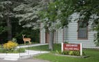 A deer stops after walking in front of the City Hall building in Birchwood Village, Minn.
