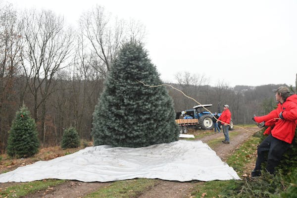 White House Christmas tree cut down at Pennsylvania farm