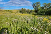 Purrington Prairie outside Windom, Minn., is a 40- acre remnant of native prairie that has never been plowed. Shown here in bloom, the former cow past