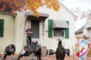 The wild turkey population hasn’t just recovered — it’s exploded. They’ve done so well that now some question whether there’s still enough s