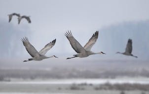 Sandhill cranes leave Sherburne National Wildlife Refuge, some to continue migration, others to feed in nearby fields, after roosting Wednesday, Nov. 