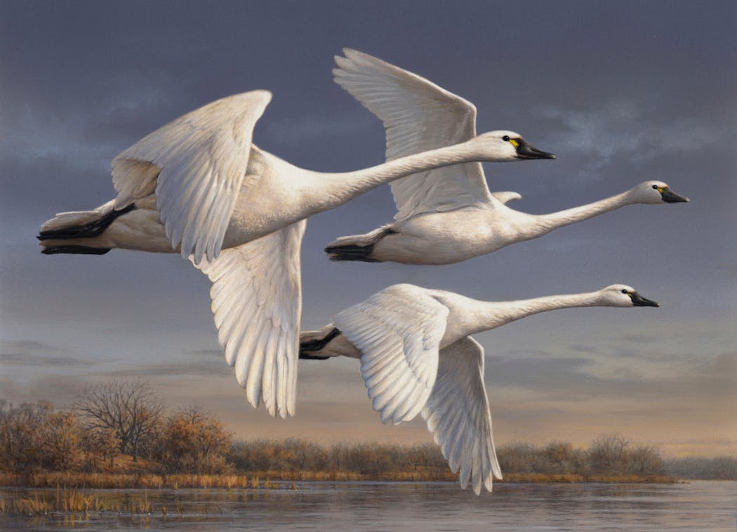 Joe Hautman’s winning federal waterfowl stamp design that will appear on the 2023-24 stamp