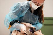 Dr. Miranda Torkelson triaged a mallard duck with a fractured wing at the Wildlife Rehabilitation Center in Roseville. 