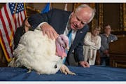 Gov. Tim Walz checks out a turkey presented by the Minnesota Turkey Growers Association on Tuesday, Nov. 22, 2022 in St. Paul. The Minnesota Turkey Gr