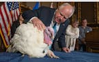 Gov. Tim Walz checks out a turkey presented by the Minnesota Turkey Growers Association on Tuesday, Nov. 22, 2022 in St. Paul. The Minnesota Turkey Gr
