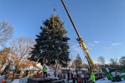 Workers removed a 50-foot tree from the Dick and Peggy Lang’s Maplewood yard. The tree will be displayed at Union Depot in St. Paul starting Dec. 3.