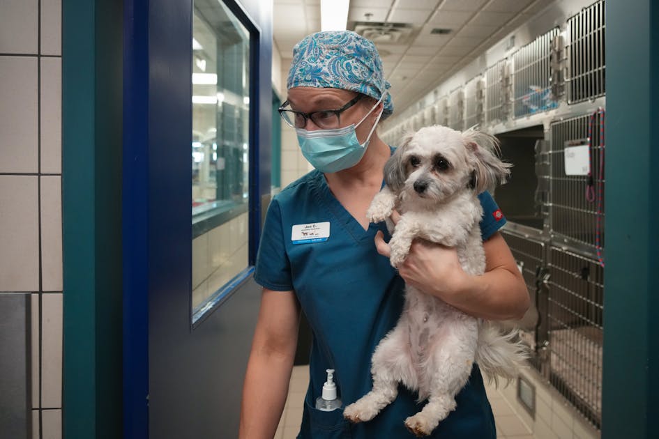 Colleges, animal shelters in Minnesota offer programs to address veterinary tech shortage