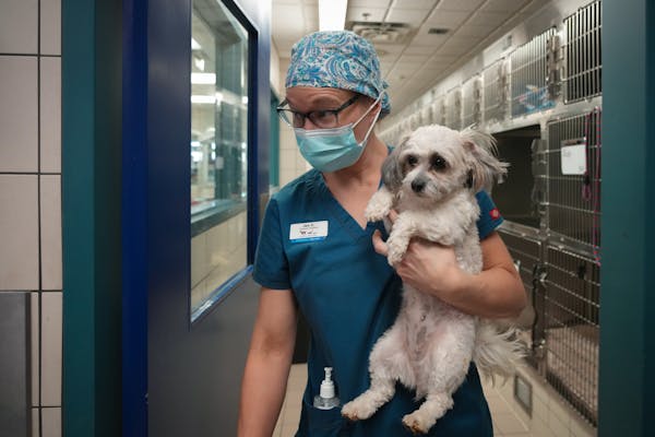 Veterinarian technician Jen Charewicz carries a patient in to prep for a spay at the Animal Humane Society in Golden Valley on Wednesday.