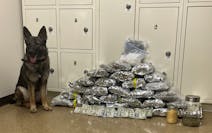 Maverick, a new K9 at the Renville County Sheriff’s Office, poses near the first big drug bust he assisted in.