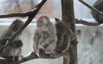 A mother snow monkey holds her baby while hunkering down with other snow monkeys during a snowstorm Tuesday, Nov. 29, 2022 at the Minnesota Zoo in App