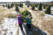 Neva, 8, and Roen Lundgren, 10, pulled the tree their grandfather Doug Berglund harvested on Nov. 26 at Happy Land Tree Farms in Sandstone, Minn. 