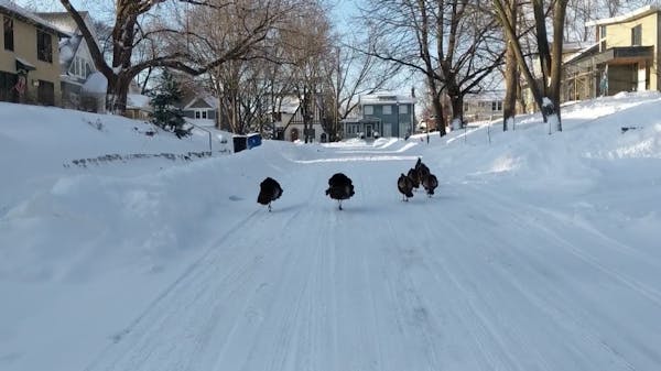 Turkeys walk the streets of Edina