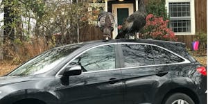 A wild turkey home invasion and other strange encounters: Readers tell their own stories