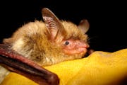 The federal government is declaring the northern long-eared bat, one of North America’s most widely distributed bats, an endangered species because 