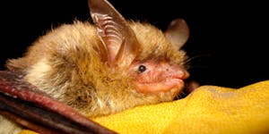 The federal government is declaring the northern long-eared bat, one of North America’s most widely distributed bats, an endangered species because 