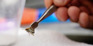 Cale Nordmeyer, butterfly conservation specialist at the Minnesota Zoo, used a tweezers to move a Poweshiek skipperling butterfly after giving it a un