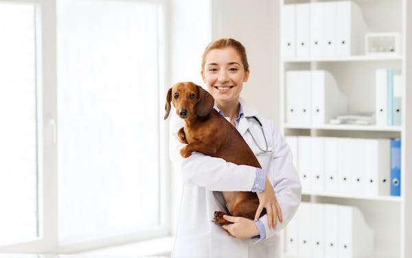 Those whose dogs spend time in social settings may want to consider a canine influenza vaccine.