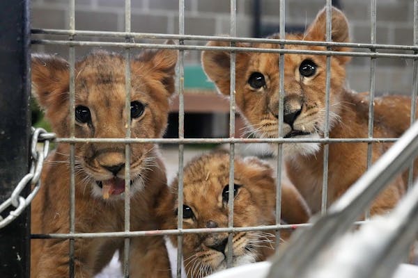 Lion cubs rescued from Ukraine come to Minnesota