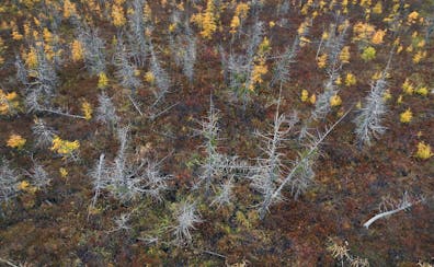 Tamarack trees are among the toughest things to ever grow in Minnesota. But now the eastern larch beetle is threatening their survival.
