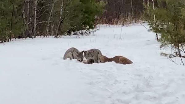 A chance sighting of rare Canada lynx