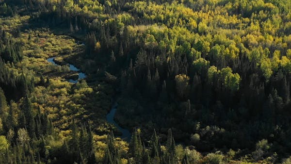 Drone video of Minnesota’s at risk Tamarack trees