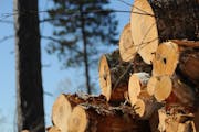 The new management agreement on timber issues between DNR and the U.S. Fish and Wildlife Service reaffirms that logging on state wildlife lands must b