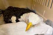 One of the sick bald eagles under care at the University of Minnesota Raptor Center.