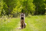 A gray wolf was fitted with a GPS camera collar by the Voyageurs Wolf Project in May 2021.