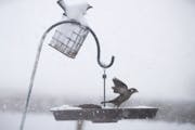 Birds looked for food in a bird feeder in St. Paul during a winter storm. 