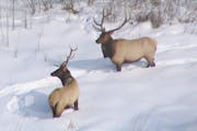 A plan by the Fond du Lac Band of Lake Superior Chippewa to reintroduce elk to northeastern Minnesota has been in the works for years. DNR wildlife ch