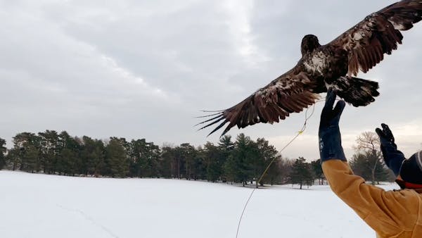Eagles poisoned near Inver Grove Heights landfill on the mend, but birds of prey remain at risk