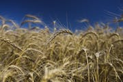 Wheat grows in a field in Tribune, Kan.