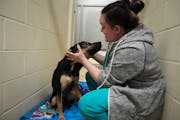 Danielle Joerger, shelter supervisor, stepped inside Shrek’s kennel to give him some love and attention at Minneapolis Animal Care and Control on We