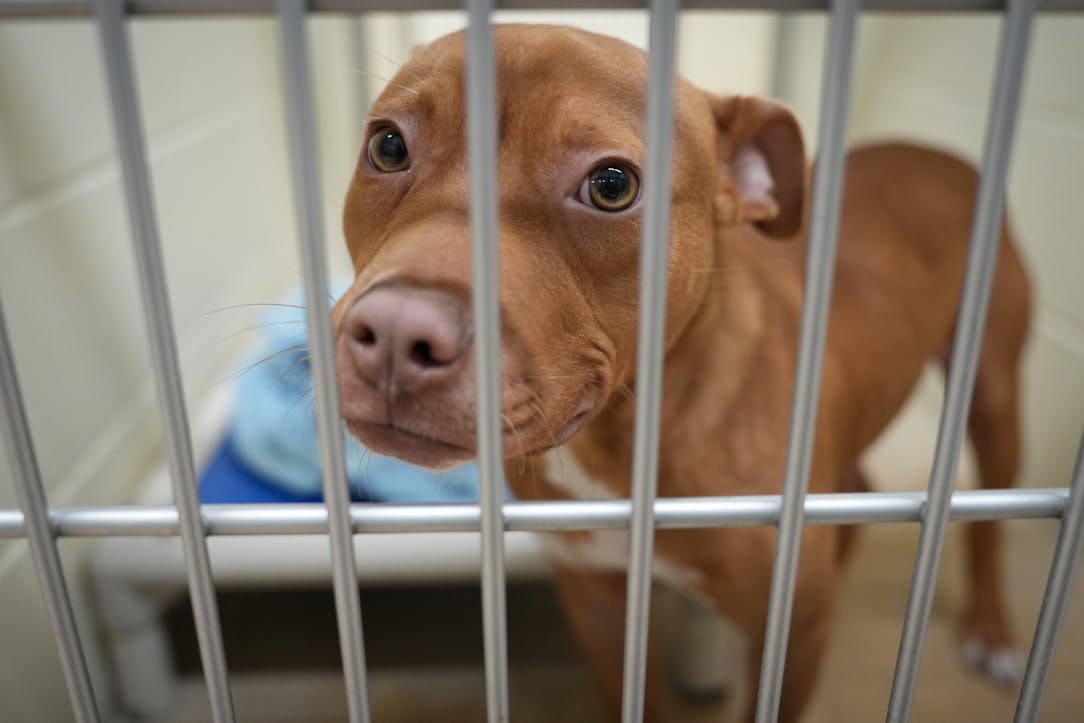 Minneapolis animal shelter overwhelmed with abandoned pets