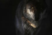Stebbins, a gray wolf in the exhibit pack at the Minnesota Zoo, walks through a patch of light in their enclosure Tuesday, March 15, 2022 in Apple Val