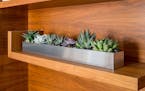 Succulents are low-maintenance houseplants that add interest and beauty to indoor décor. 