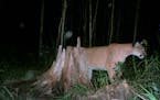 A trail camera operated by Jim Schubitzke captured this cougar walking past in August 2007 near Floodwood, Minn. 