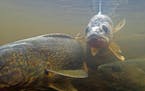 Walleyes and other important Minnesota fish populations are often supported by the state’s hatcheries. But most of the hatcheries need repairs, and 