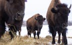 Bison roamed around in a pen at Native Wise Farm on the Fond Du Lac Reservation near Sawyer, Minn.
